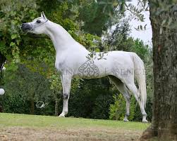 White Silkk