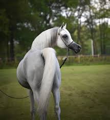 Hariry Al Shaqab