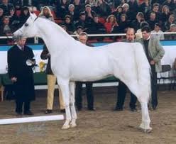 El Sher-Mann