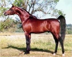 Bey Shah