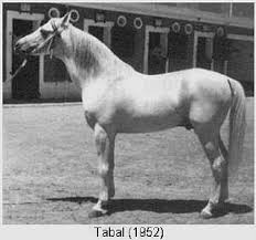 Tabal
