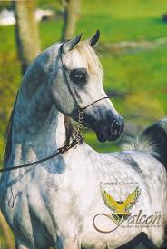 Falcon BHF