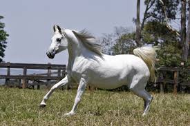 RFI Fayara El Shiraz