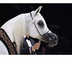 Basandra Settimocielo