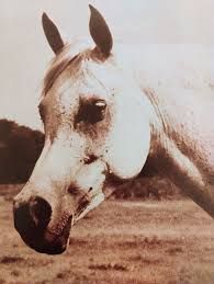 Ansata Bint Bukra