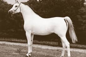 Malekat El Gamal
