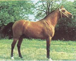 Naftalin
