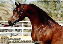 BJ Thee Mustafa