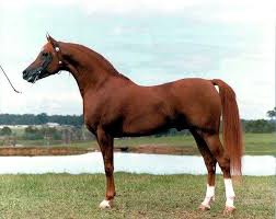 Cognac