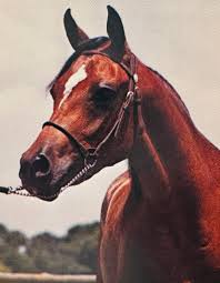 Liberty Bey C