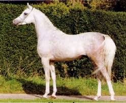 Crusader