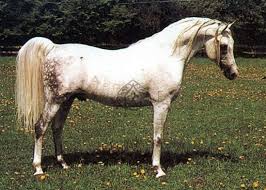 Kilimandscharo
