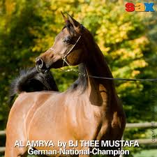 Al Amrya