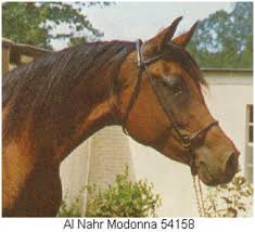 Al Nahr Modonna