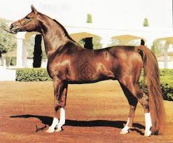Muscat