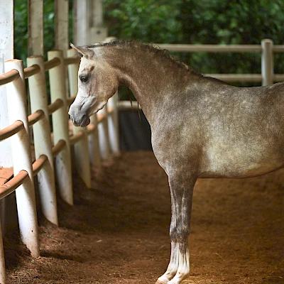 Stigler Stud Irina Stigler