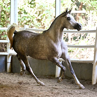 Stigler Stud Irina Stigler