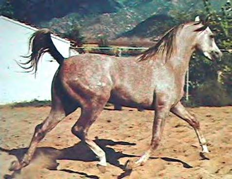 Dawlat