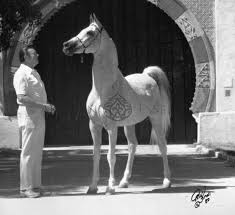 Zaghloul