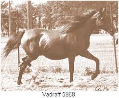 Vadraff