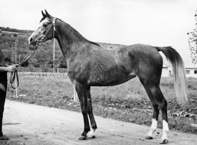Palitra