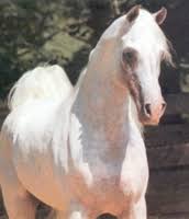 Ansata El Nisr