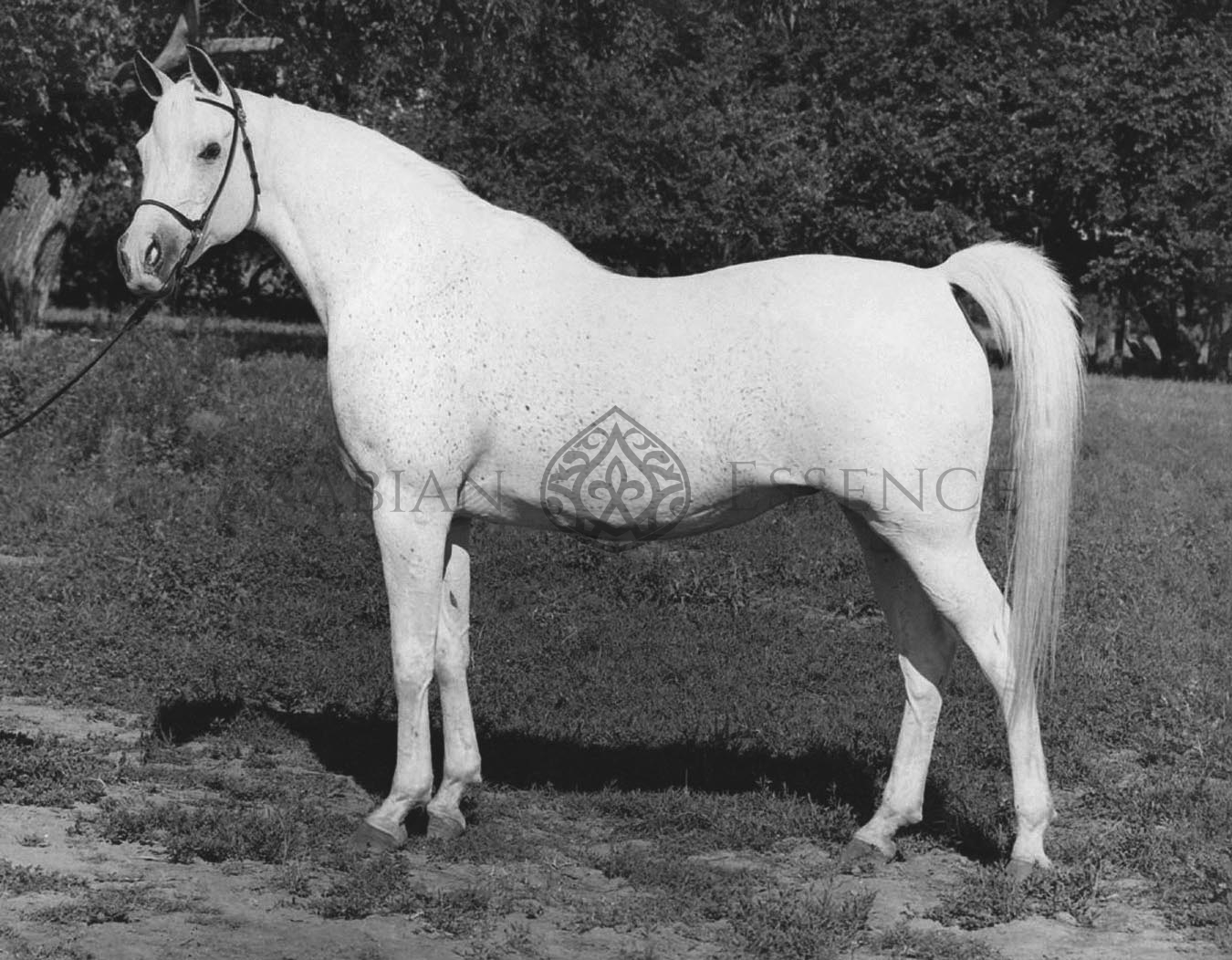 Ansata Bint Zaafarana