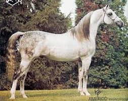 Amerigo
