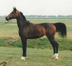 Nebylica