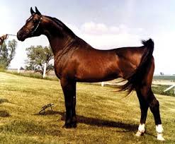 Majestic Bey