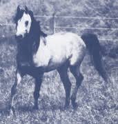 Halim Raquim