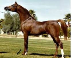 IBN Padron