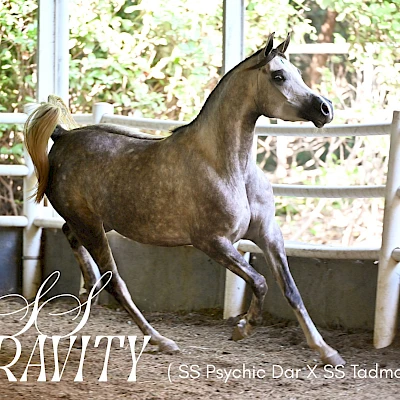 SS Gravity