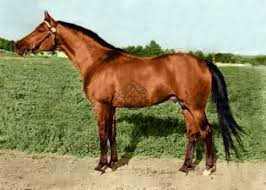 Topol