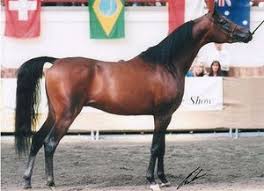 Aja Sanagor