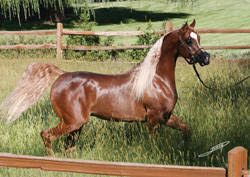 Justify