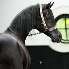 Simeon Sadik