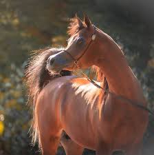 Fawaz Del Palazzotto