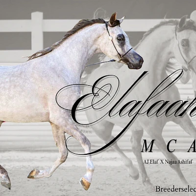 MC Arabians