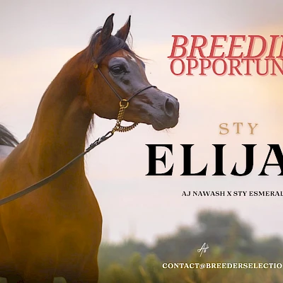 STY Elijah