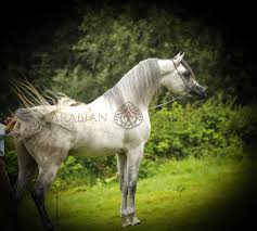 Dakar Del Palazzotto