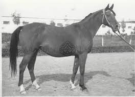 Palmira