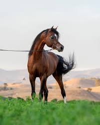 OM El Maximus