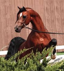 Armani FC