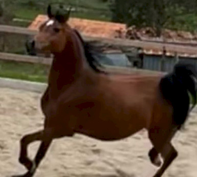 D Marikshel Aleandra