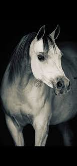 Arabesca Scarlet Moon