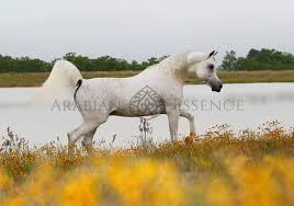 Laheeb Al Nasser