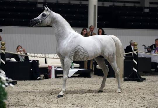 Nader Al Shaqab