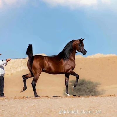 Baghdady Al Zobair
