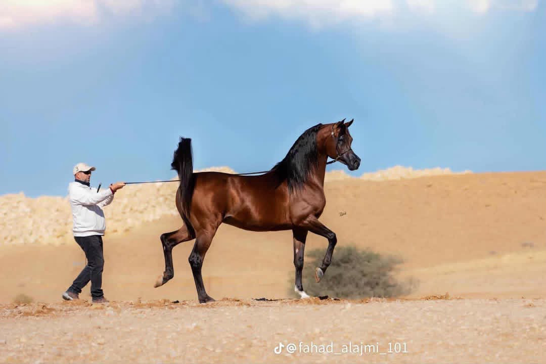 Baghdady Al Zobair